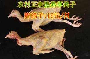 农家散养乳鸽 土鸽子肉 老鸽子 新鲜鸽子肉 野鸽子