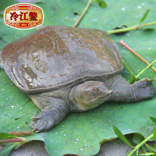  【天猫年货】食补养生就选冷江鳖 特级优质生态甲鱼750g 包顺丰