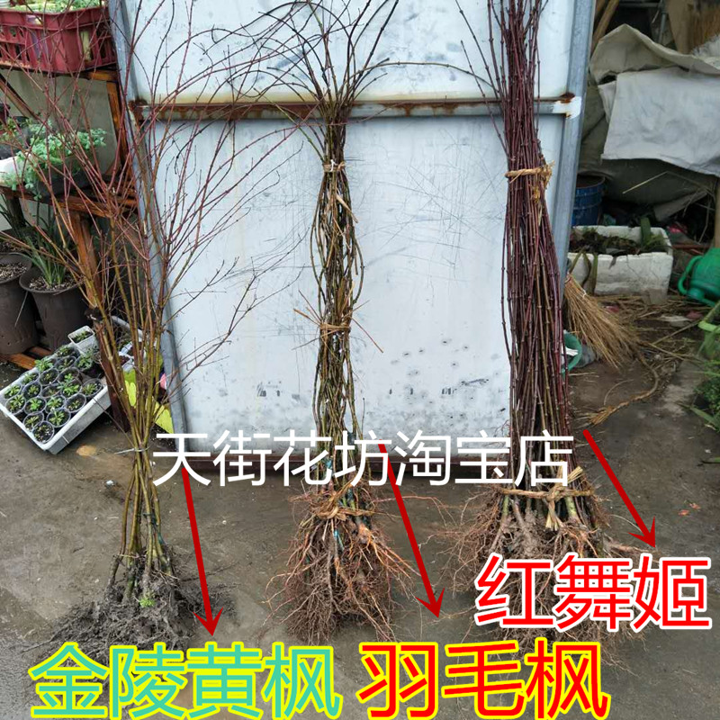 颗颗嫁接原装宁波猩猩枝垂羽毛枫树苗 青杆红叶青龙羽毛枫包邮在类目 鲜花速递/花卉仿真/绿植园艺, 花园植物/行道树/果树, 行道树/乔木中 - 来自Buy2taobao.com提供专业的淘宝代购服务