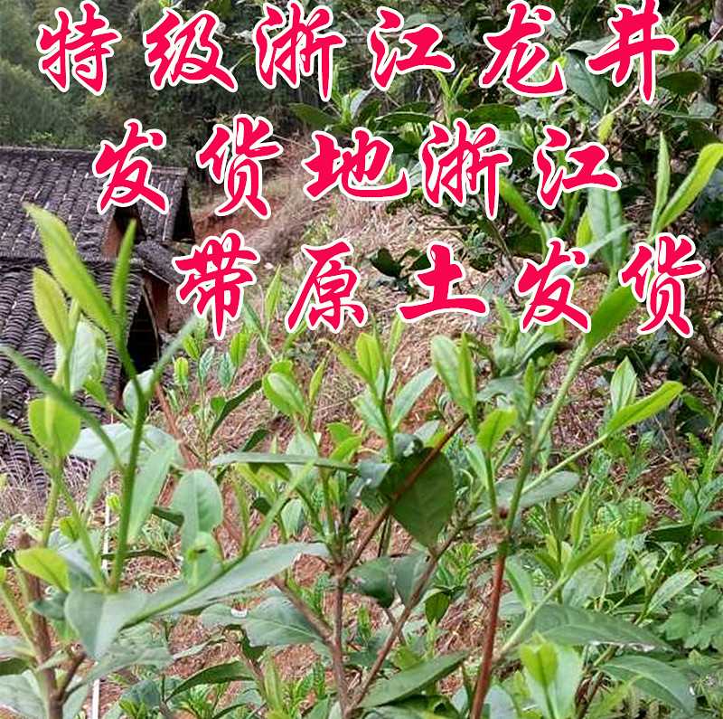 浙江西湖龍井茶苗 茶樹苗 龍井43 實物圖片展示茶苗 茶苗含盆發貨在類目 鮮花速遞/花卉仿真/綠植園藝, 花卉/綠植盆栽(新), 綠植中 - 來自Buy2taobao.com提供專業的淘寶代購服務