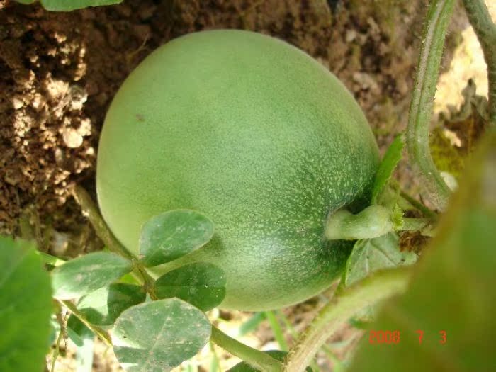 日本甜宝甜瓜种子旗舰店,日本甜宝甜瓜种子价