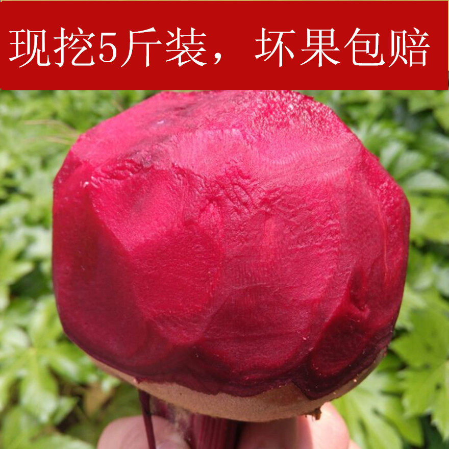 现挖5斤2017年益顺康 新鲜甜菜根紫菜头红甜菜 蔬菜红菜头农产品