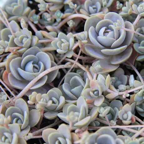 <em>多肉</em>植物 <em>天女散花</em> 子持莲花 可爱<em>多肉</em> 盆栽<em>多肉</em>