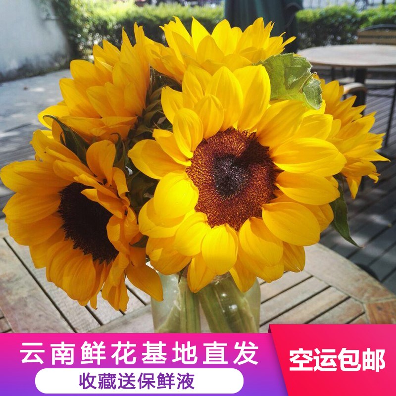 Yunnan Kunming Base Straight hair fresh Sunflower flower household A tie flower arrangement Distribution City courierin the Flower delivery/Flowers simulation/Plants gardening , Flower delivery(City) category - from Buy2taobao.com to provide professional Taobao agent buy service