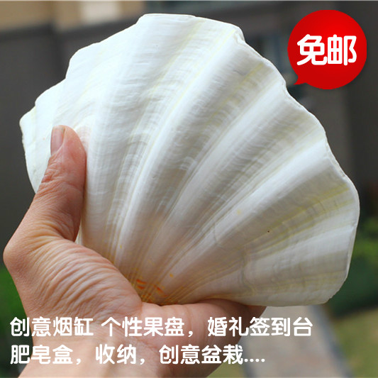 Super large Conch shell lovers Lotus Home Decoration originality Dish ashtray Flower pot Fruit platein the Home accessories , Creative Jewelry , Conch/Shell/Coral category - from Buy2taobao.com to provide professional Taobao agent buy service