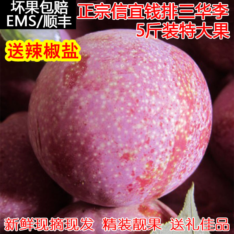 5 pounds gift Large Fruit king Orthodox school Xinyi Front San Hua Li green fresh fruitin the Aquatic meat/Fresh fruits and vegetables/Cooked , Fresh fruit , Plums category - from Buy2taobao.com to provide professional Taobao agent buy service