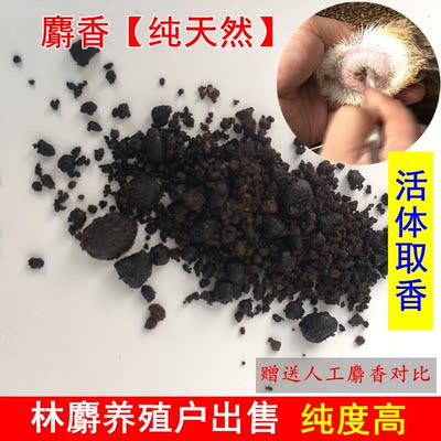 麝香纯天然 正宗 每瓶1克 当门子钓鱼麝香底窝药中材 麝香仁正品