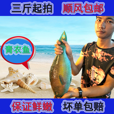 海南海鲜 鲜活水产 苏眉鱼 青衣鱼 南海新鲜速冻三亚热带鱼