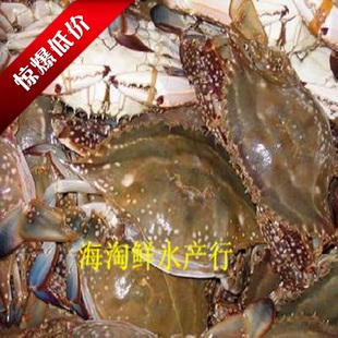  海鲜产品鲜货 螃蟹 梭子蟹【江浙沪皖鲁】 薄利多销 最低拍4件