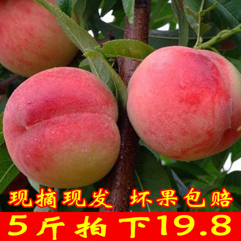 新鲜桃子现摘水蜜桃5斤红桃血桃脆桃毛桃当季孕妇水果非黄桃油桃在类目 水产肉类/新鲜蔬果/熟食, 新鲜水果, 桃中 - 来自Buy2taobao.com提供专业的淘宝代购服务