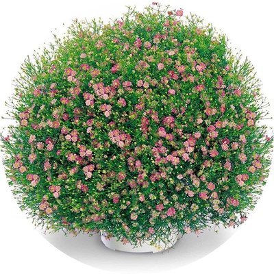 满天星雏菊花种子套餐阳台植物花卉四季室内花草盆栽1件包邮
