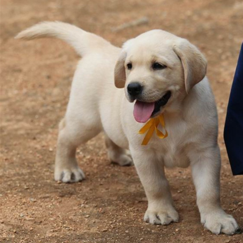 拉布拉多幼犬活体拉布拉多犬幼犬金毛幼犬萨摩耶幼犬活体狗碗衣服在类目 电子词典/电纸书/文化用品, 印刷制品, 快递专用包装袋中 - 来自Buy2taobao.com提供专业的淘宝代购服务