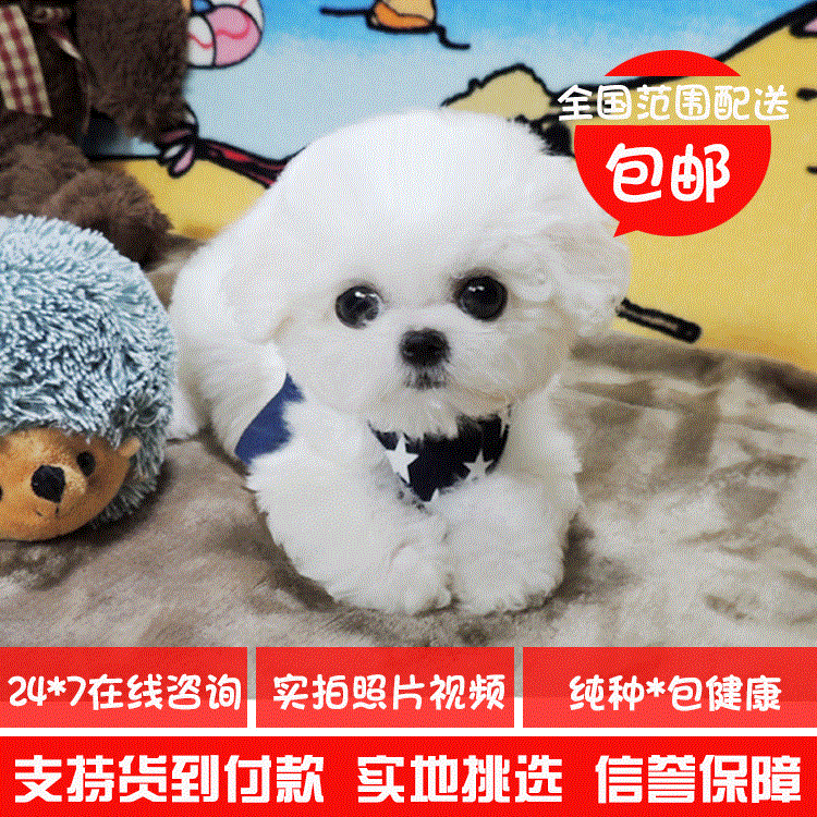 純種雙血統寵物狗狗法國比熊幼犬純種出售活體茶杯迷妳比熊犬1在類目 寵物/寵物食品及用品, 寵物生活服務, 寵物訓練中 - 來自Buy2taobao.com提供專業的淘寶代購服務