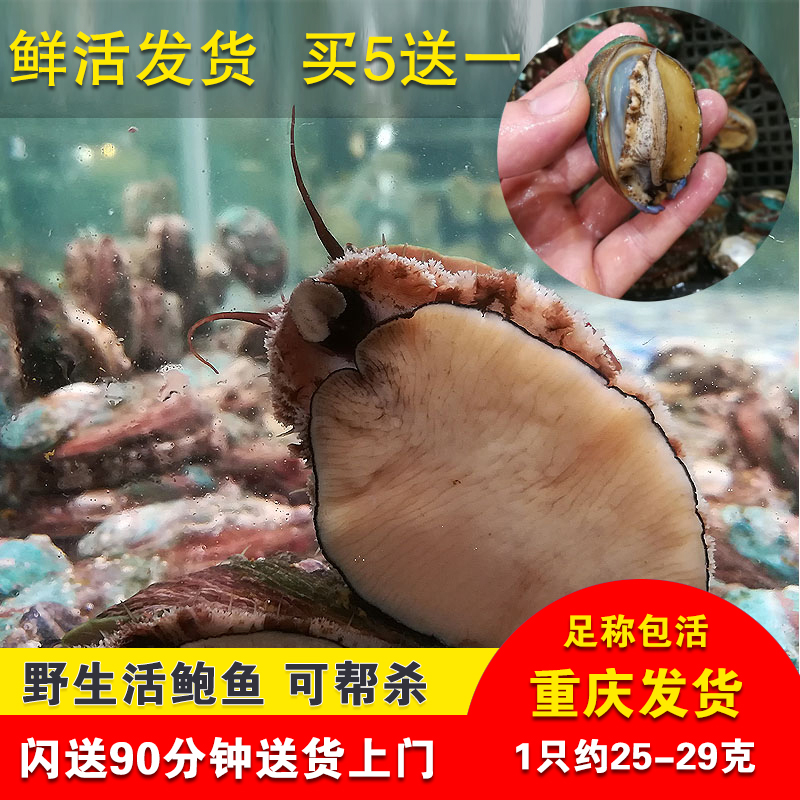 鲜活鲍鱼 新鲜活体野生大连鲍鱼 重庆四川海鲜水产买5送1可发闪送在类目 水产肉类/新鲜蔬果/熟食, 海鲜/水产品/制品, 贝类, 鲍鱼中 - 来自Buy2taobao.com提供专业的淘宝代购服务