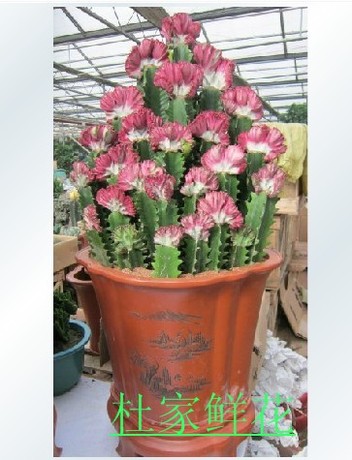 巴西龙骨柱 室内盆栽 镇宅 辟邪 多肉植物 防辐