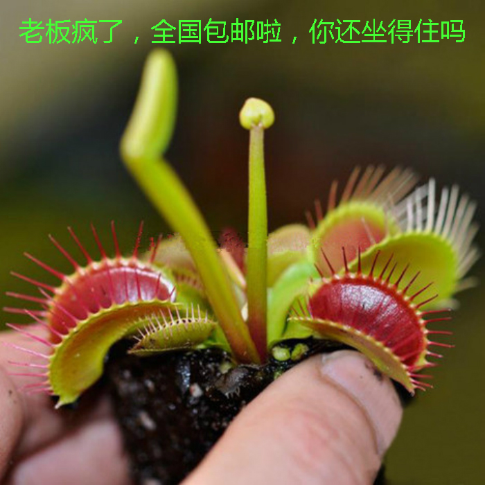 【捕蝇草种子】_捕蝇草 种子种植方法_捕蝇草 - 购物网捕蝇草种子