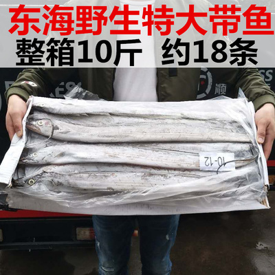 整箱东海冷冻大带鱼10斤新鲜野生整条带鱼刀鱼舟山海鲜包邮批发