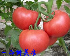  新鲜蔬菜西红柿有机无公害蔬菜
