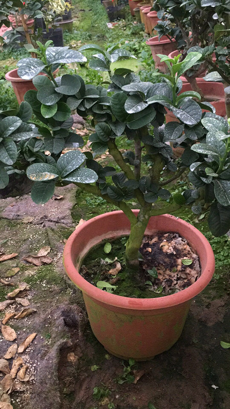 千指佛手/小果品種/金華佛手苗/佛手樹苗/ 佛手盆栽 包郵在類目 鮮花速遞/花卉仿真/綠植園藝, 花卉/綠植盆栽(新), 綠植中 - 來自Buy2taobao.com提供專業的淘寶代購服務