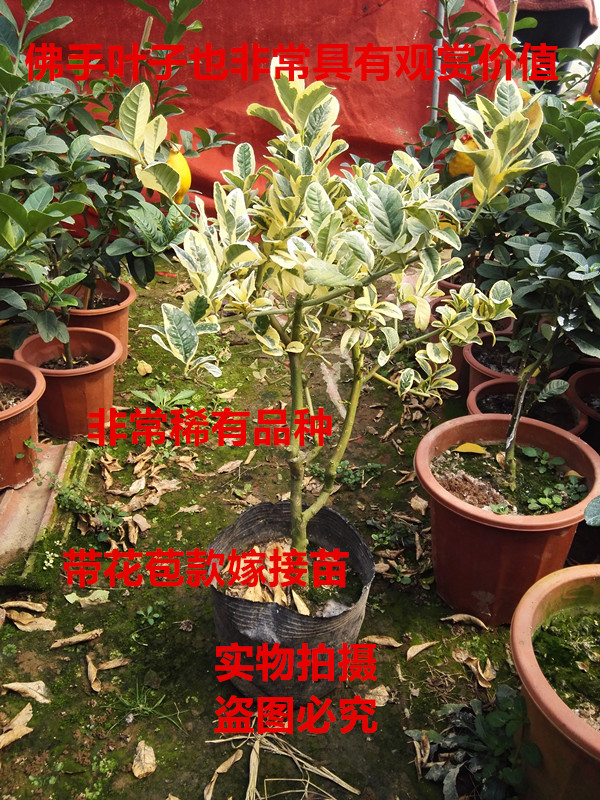 新品种 花叶佛手树苗 观果观叶植物 金华佛手苗金边佛手稀少品种在类目 鲜花速递/花卉仿真/绿植园艺, 花卉/绿植盆栽(新), 绿植中 - 来自Buy2taobao.com提供专业的淘宝代购服务
