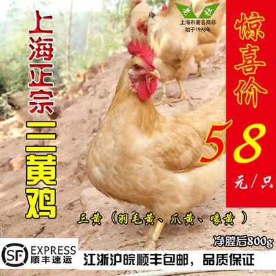 上海特产正宗三黄鸡生态农村散养土鸡活体现杀新鲜冷冻免运费包邮