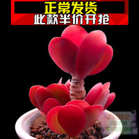 彩马尾铁客厅阳台盆栽-盆栽玫瑰蔷薇月季花苗