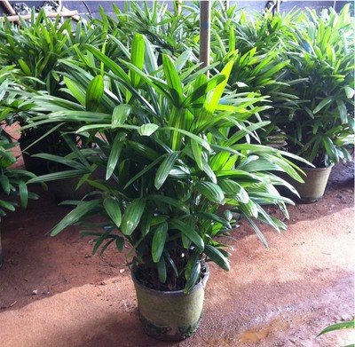 棕竹盆栽大叶棕竹大型绿植 室内绿植金山棕竹 吸收甲醛 防雾霾