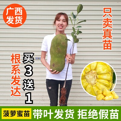 菠萝蜜苗果树苗嫁接红肉黄肉马来西亚盆地栽四季菠萝蜜苗当年结果
