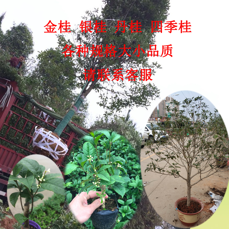 桂花树 四季桂花金桂花四季开花金桂浓香型阳台庭院别墅盆栽南昌在类目 鲜花速递/花卉仿真/绿植园艺, 花卉/绿植盆栽(新), 绿植中 - 来自Buy2taobao.com提供专业的淘宝代购服务