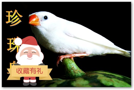 Xinjiang Pets Pearl Bird living thing Domesticated Mini Lay eggs lovers white grey small-scalein the Pet/Pet food and supplies , Birds and supplies , Bird category - from Buy2taobao.com to provide professional Taobao agent buy service