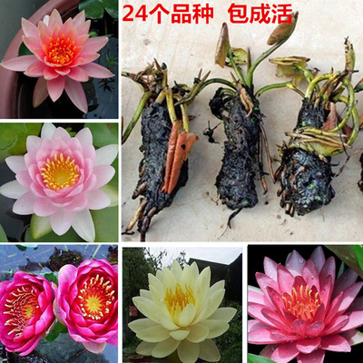 发2个水培大睡莲根块营养液水养植物肥料液肥花鱼共养土植物