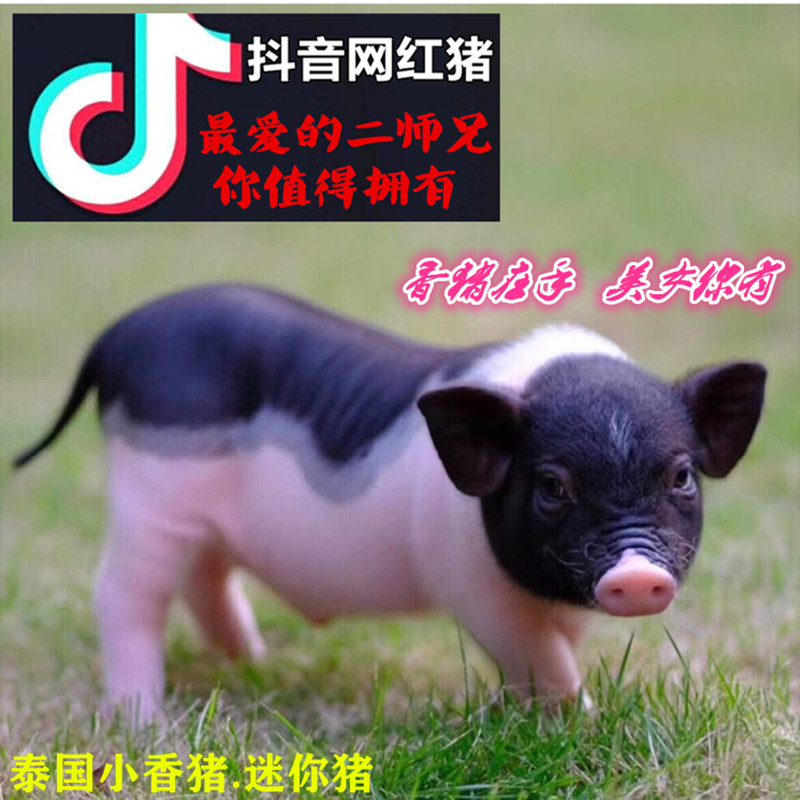 GZ333可爱抖音网红猪佩琪活体宠物猪纯种泰国小香猪迷你猪小乔治在类目 宠物/宠物食品及用品, 仓鼠类及其它小宠, 香猪中 - 来自Buy2taobao.com提供专业的淘宝代购服务
