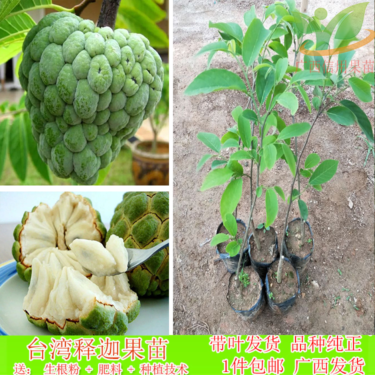 释迦果树苗 台湾番荔枝苗番鬼荔枝嫁接当年结果南方种植盆栽在类目 鲜花速递/花卉仿真/绿植园艺, 花园植物/行道树/果树, 果树中 - 来自Buy2taobao.com提供专业的淘宝代购服务