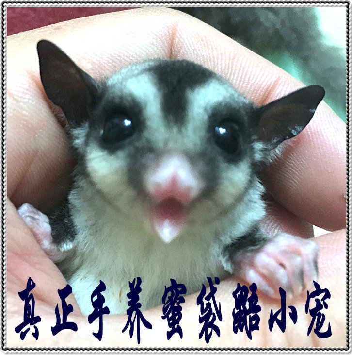 玩家蜜家养全手工带大超萌蜜袋鼯 小蜜 蜜袋鼠另类小宠 弟弟在类目 宠物/宠物食品及用品, 仓鼠类及其它小宠, 飞鼠中 - 来自Buy2taobao.com提供专业的淘宝代购服务