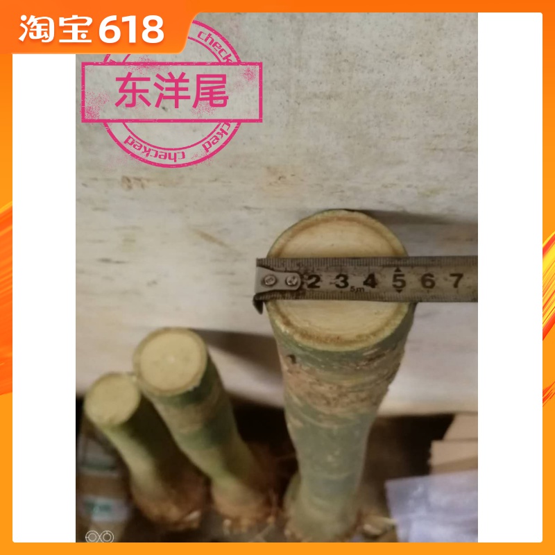 步步高发财树桩单杆绿植盆栽书房卧室客厅办公室防辐射发财大独杆在类目 鲜花速递/花卉仿真/绿植园艺, 花卉/绿植盆栽(新), 绿植中 - 来自Buy2taobao.com提供专业的淘宝代购服务