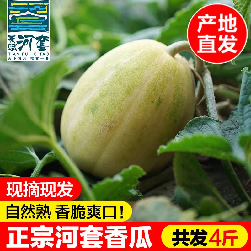 天賦河套甜瓜白蓮脆新鮮水果甜瓜白蘭脆白香瓜4斤包郵産地現摘在類目 水產肉類/新鮮蔬果/熟食, 新鮮水果, 甜瓜中 - 來自Buy2taobao.com提供專業的淘寶代購服務
