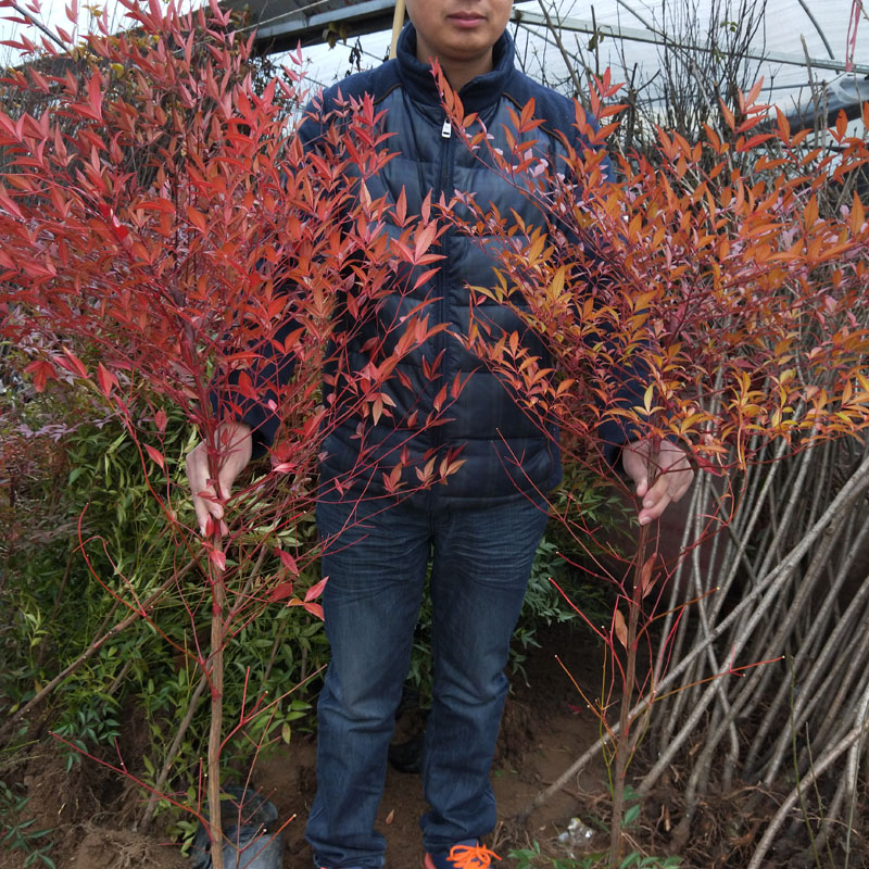green Seedlings Nandina courtyard Botany Green seedlings Southern Zhumiao Southern Red Bamboo Potted plant bonsai Cold-resistantin the Flower delivery/Flowers simulation/Plants gardening , Flowers/Potted plants (New) , Plants category - from Buy2taobao.com to provide professional Taobao agent buy service