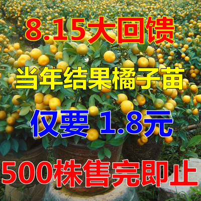 嫁接砂糖桔子苗盆栽地栽庭院橘子果树苗木南北方种植当年结果