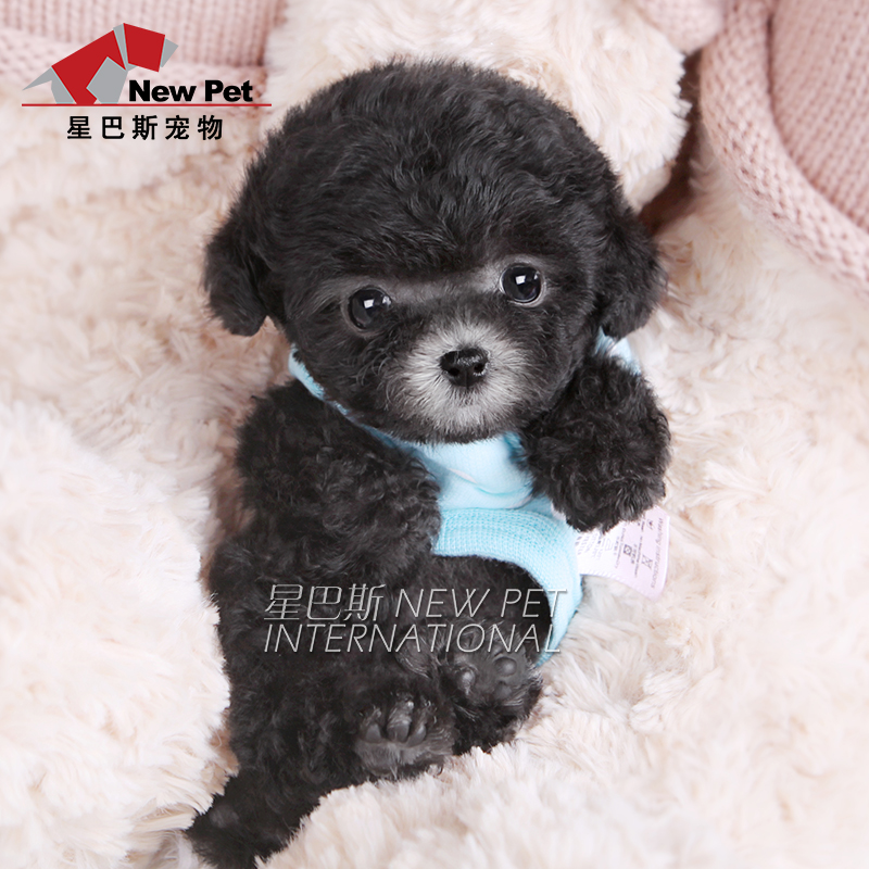 Thoroughbred Bodies grey Teddy Puppies Mini Little Teddy Dogs living thing Living creatures Pet dog Bathin the Pet/Pet food and supplies , Pet Life Services , Pet Training category - from Buy2taobao.com to provide professional Taobao agent buy service