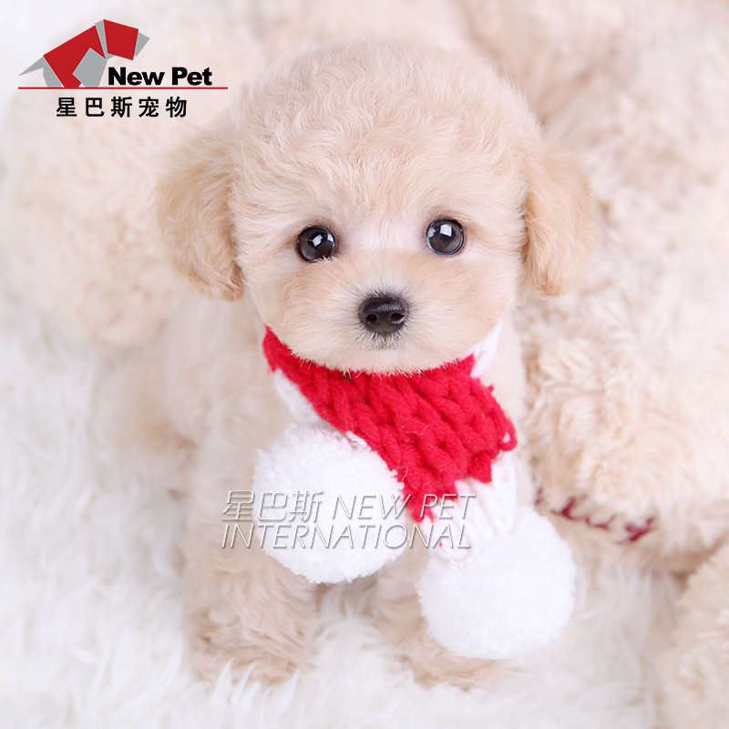 純種奶油泰迪犬幼犬迷妳泰迪狗活體寵物狗狗活物有茶杯犬星巴斯ny在類目 寵物/寵物食品及用品, 寵物生活服務, 寵物訓練中 - 來自Buy2taobao.com提供專業的淘寶代購服務