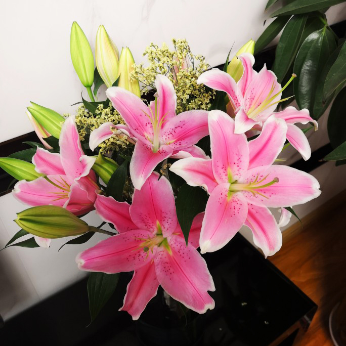 云南昆明基地直发香水百合花速递同城水养花鲜花直批家用插花|msdalam kategori penghantaran bunga/bunga simulasi/tumbuhan berkebun, penghantaran bunga (bandar) - dari Buy2taobao.com untuk memberikan perkhidmatan ejen Taobao profesional membeli