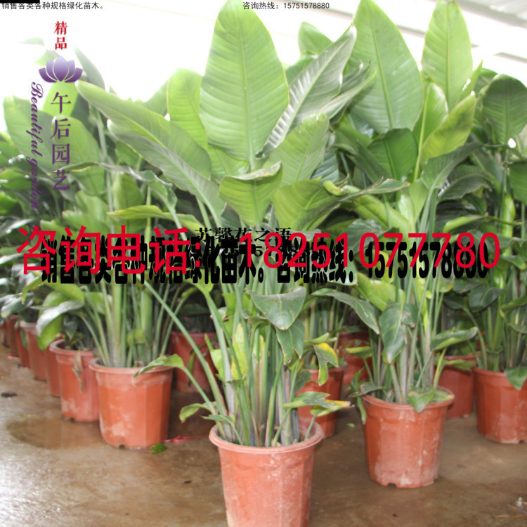 鹤望兰天堂鸟室内高档观叶观花植物大型盆栽净化空气办公室客厅|ruв категории доставка цветов/цветок моделирования/растения садоводства, цветок/растения в горшках (новый), крупные растения/сочетание горшки готовой продукции - от Buy2taobao.com для оказания профессиональной услуги покупки агента Taobao