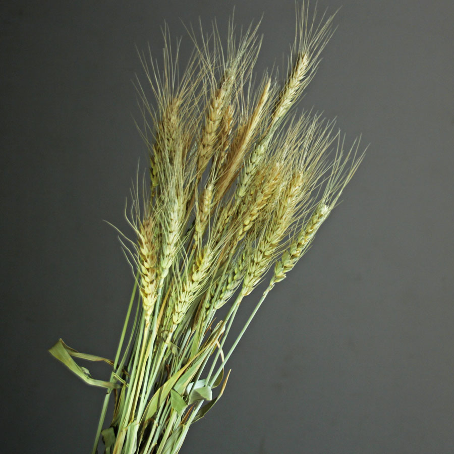 【麦穗】云南天然小麦干花花束客厅装饰摆设艺术真花拍照摄影道具|msdalam kategori penghantaran bunga/bunga simulasi/tumbuhan berkebun, bunga abadi/bunga kering, bunga kering - dari Buy2taobao.com untuk memberikan perkhidmatan ejen Taobao profesional membeli