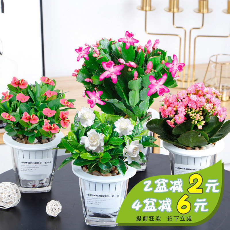 L栀子花绿萝水培植物盆栽花卉室内绿植吊兰办公室盆栽发财树