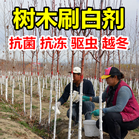 刷樹粉果樹刷白樹木防蟲過冬殺菌消毒樹木生石灰粉大樹木塗白劑在類目 鮮花速遞/花卉仿真/綠植園藝, 園藝用品, 其它園藝用品中 - 來自Buy2taobao.com提供專業的淘寶代購服務