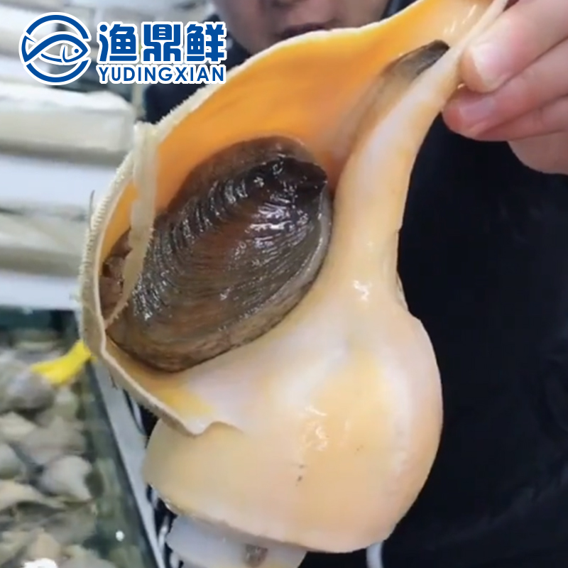 鲜活美国进口响螺 大响螺 250g-350g/只 刺身白灼XO酱爆煲汤包邮|ruв категории водной мясо/свежие фрукты и овощи/еда, морепродукты/водные продукты/изделия, другие - от Buy2taobao.com для оказания профессиональной услуги покупки агента Taobao
