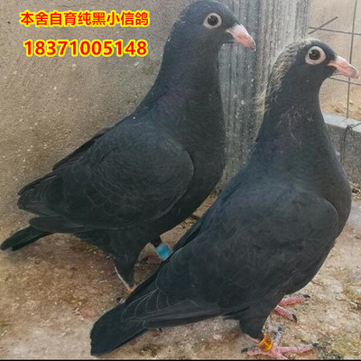 黑信鸽纯黑金刚信鸽幼鸽活体一对森林黑信鸽纯黑黑色一对大鼻子鸽