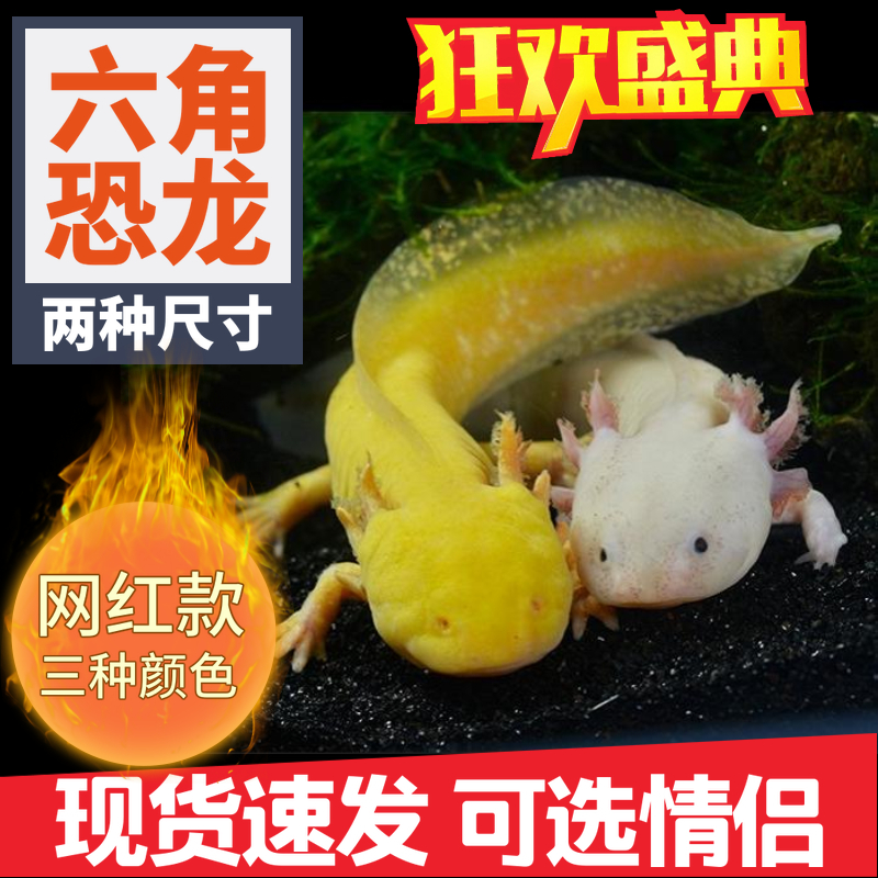 Goldfish Coldwater Six corners polypterus artificial Raise east King fish Koi Cold water freshwater Ornamental fishin the Pet/Pet food and supplies , Aqua World , Fish category - from Buy2taobao.com to provide professional Taobao agent buy service