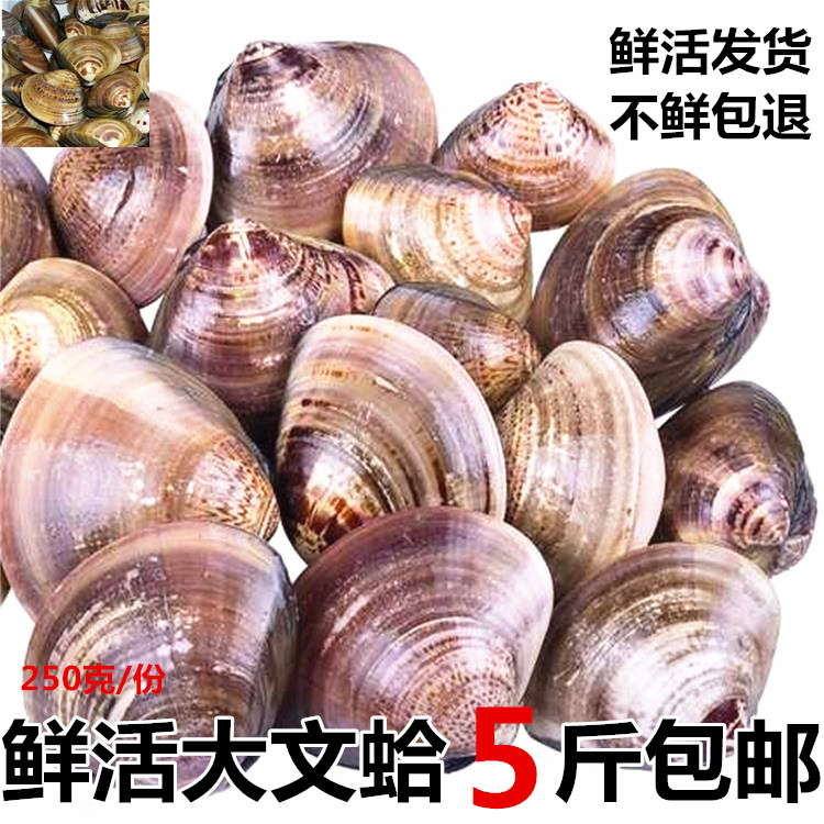 鲜活水产海鲜文蛤野生大文蛤蜊海蛤蜊新鲜黄蛤蜊海蛤蜊贝类包邮|msdalam kategori daging perikanan/Buah-buahan segar dan sayur-sayuran/dimasak, makanan laut/produk akuatik/produk, kerang, produk kerang - dari Buy2taobao.com untuk memberikan perkhidmatan ejen Taobao profesional membeli