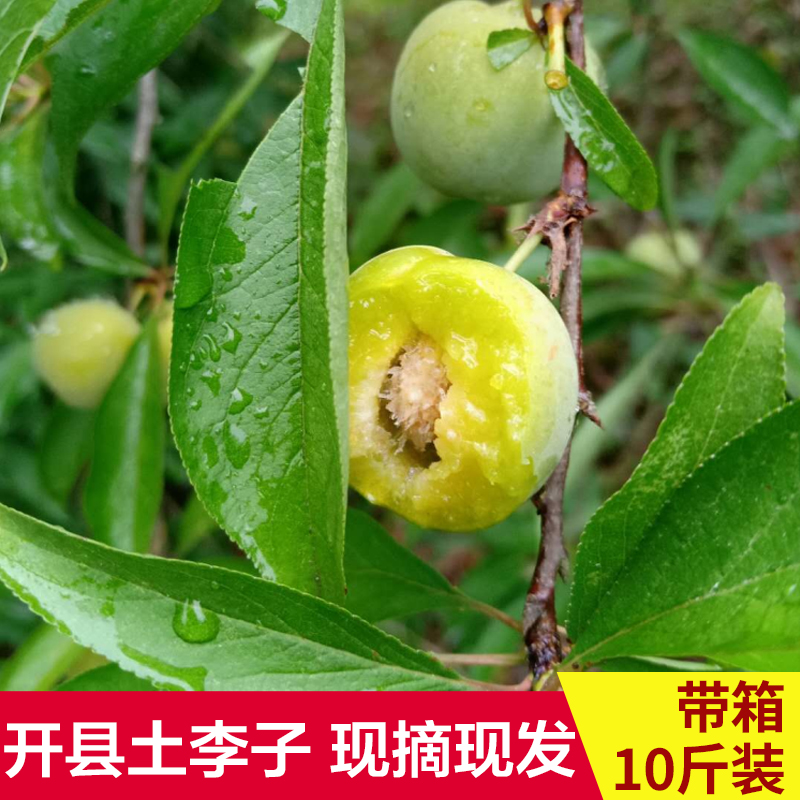 重慶開縣開州正宗土李子青脆李李子青脆多汁帶箱10斤裝包郵在類目 水產肉類/新鮮蔬果/熟食, 新鮮水果, 李子中 - 來自Buy2taobao.com提供專業的淘寶代購服務
